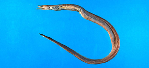 Dysomma melanurum黑尾前肛鰻